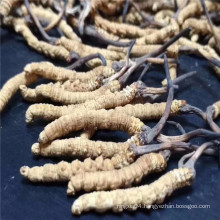 Organic Dried Cordyceps sinensis fruit body